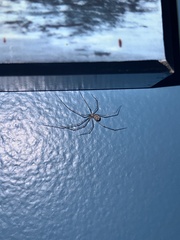 Smeringopus pallidus