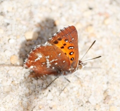 Aloeides thyra thyra
