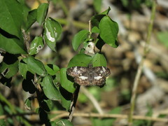 Chiomara georgina