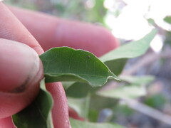 Chiomara georgina