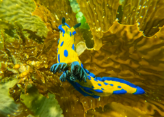 Tambja verconis