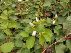 Amphilophium paniculatum