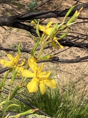 Moraea ramosissima