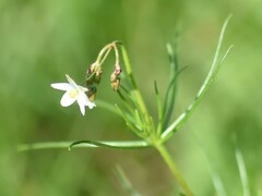 Spergula arvensis