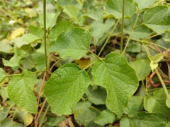 Amphilophium paniculatum