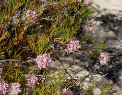Serruria rubricaulis