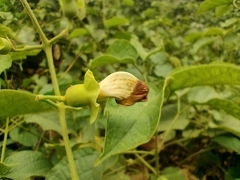 Amphilophium paniculatum