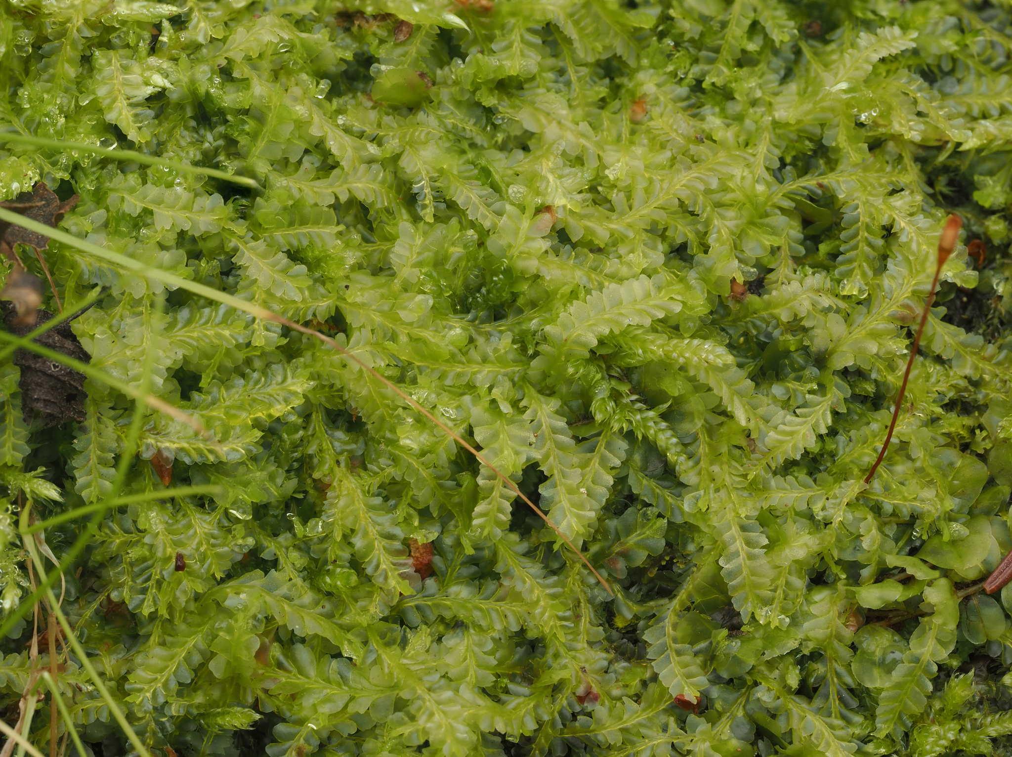 Chiloscyphus pallescens