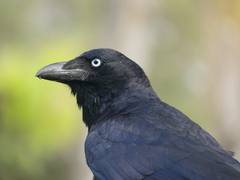 Corvus orru
