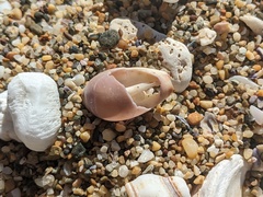 Purpuradusta gracilis