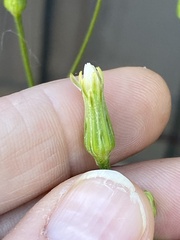 Hypochaeris albiflora