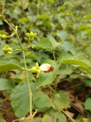 Amphilophium paniculatum