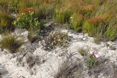 Serruria rubricaulis