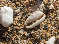 Purpuradusta gracilis