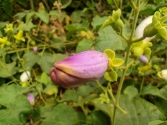 Amphilophium paniculatum