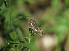 Chiomara georgina