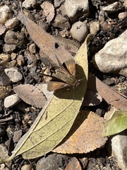 Polites themistocles