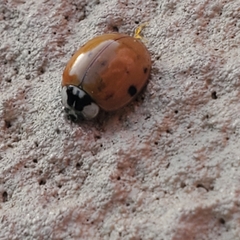 Harmonia axyridis