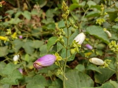 Amphilophium paniculatum