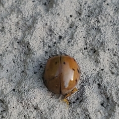 Harmonia axyridis