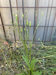 Hypochaeris albiflora