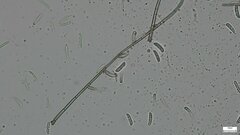 Menispora