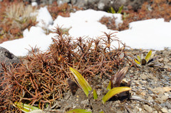 Dracophyllum recurvum