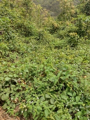 Amphilophium paniculatum