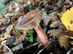 Lactarius quietus