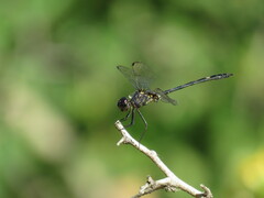 Dythemis nigrescens