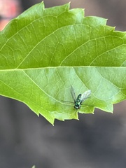 Condylostylus armipes