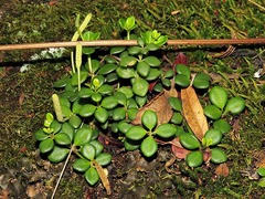 Peperomia tetraphylla image