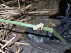 Hyperolius viridiflavus