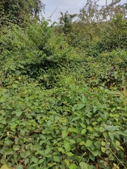 Amphilophium paniculatum