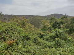 Amphilophium paniculatum