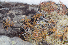 Dracophyllum recurvum