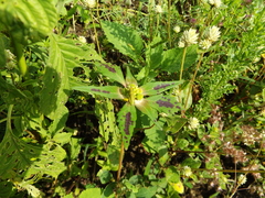 Euphorbia schiedeana