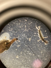 Glossosomatidae