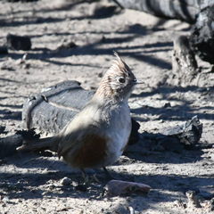 Rhinocrypta lanceolata