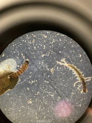 Glossosomatidae
