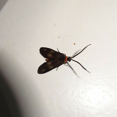 Pollanisus trimacula