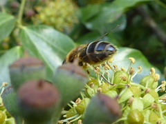 Eristalis