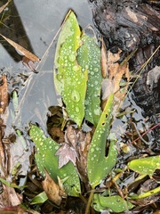 Orontium aquaticum