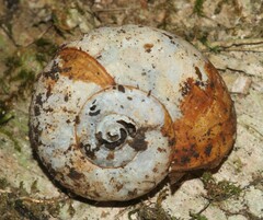 Mesomphix rugeli