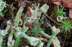 Cladonia subcariosa