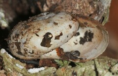 Mesomphix rugeli