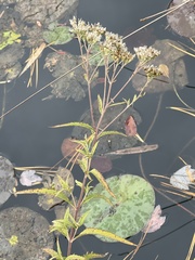 Eupatorium resinosum