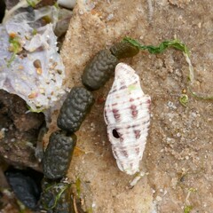 Batillaria australis