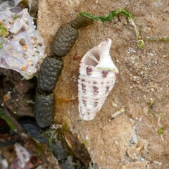 Batillaria australis