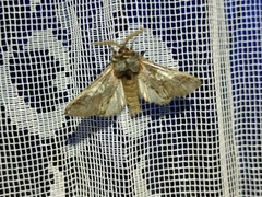 Diloba caeruleocephala